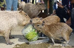 Capybara eats frozen watermelon