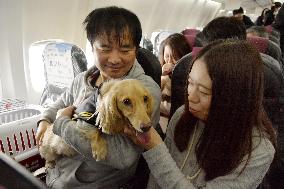 Dogs allowed to fly in cabin with their owners on JAL tour