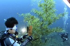 "Undersea Vega Festival" draws many divers