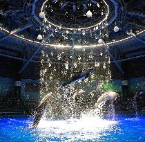 Dolphin show at Tokyo aquarium