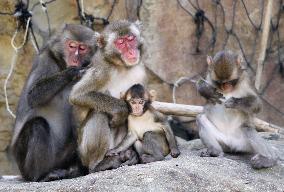 Monkeys on Japanese island