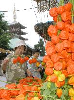 Annual 'Hozuki (Chinese lantern plant) Fair' to begin in Asakusa