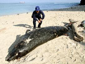 Rare whale carcass found in southern Japan island