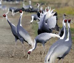 White-naped cranes in Kagoshima Pref.