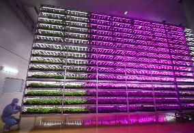 Biggest plant factory with LED lighting built in quake-hit city
