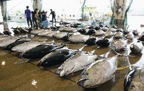 Catch of yellowfin tuna jumps in Miyazaki Pref.