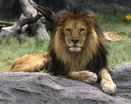 Aging lion at Nagoya zoo dies after being rescued