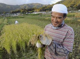 Rice harvest in tsunami-hit Iwate Pref.