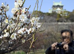 Japanese apricot trees almost in full bloom