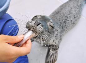 Baby seal at Japan aquarium