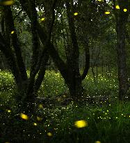 Fireflies in Osaka