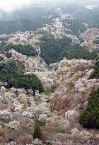 Cherry blossoms in full bloom at Mt. Yoshino