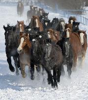 Horses run on snow-covered field for winter exercise