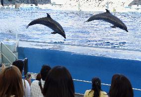 "Dolphin show" attracts people at aquariums in Japan