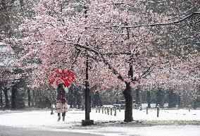 Snow in Tokyo