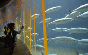 Tokyo aquarium resumes tuna-school exhibit after fish deaths