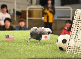 Parrot predicts Japanese victory in Women's World Cup final