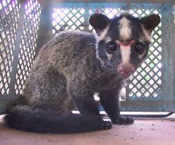 (1)Masked palm civet cat