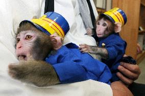 Baby monkeys serve as stationmasters