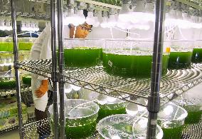 Algae-based biofuel research in Japan