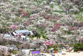 Plum blossoms in full bloom at Kairakuen garden