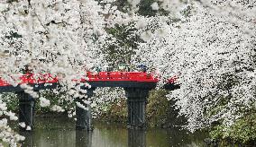 Cherry blossoms in full bloom at Aomori park