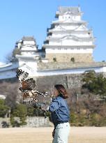 Hawk flight show at Himeji Castle