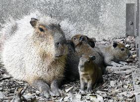 Baby capybaras at western Japan zoo