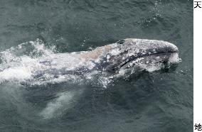 Gray whale strays into Tokyo Bay