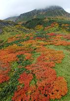 Taisetsu mountain range gets autumn colors