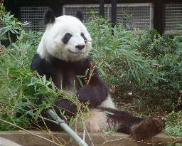 Giant panda to be sent back to Mexico after unsuccessful mating