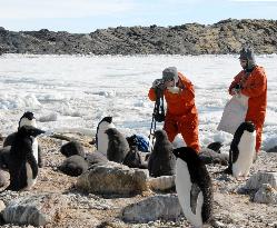 :Researchers study possible cataracts in Antarctic penguins