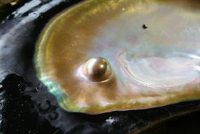 Shining  pearl cultured on southern Japan's Kakero Island