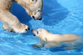 Sapporo polar bear cub swims for 1st time