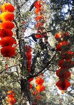 Chinese New Year festival to commence Jan. 26