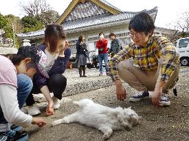 Guided tour in Nagasaki for cat lovers gains popularity