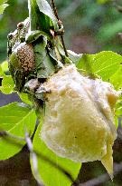 Male, female green tree frogs lay eggs together