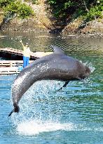 Half of marine mammals caught in drive hunts in Japan exported