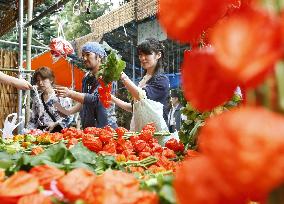Chinese lantern plant market opens in Tokyo