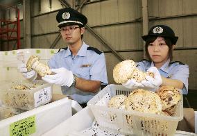 Customs officials check prized mushrooms from Canada at airport