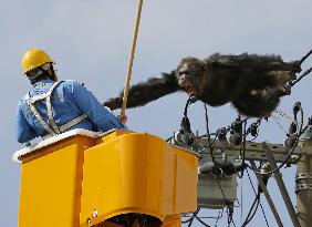 Chimp caught in residential area after escaping from Sendai zoo