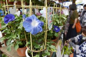 Morning Glory Market starts in Tokyo
