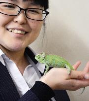 Stray chameleon kept at Kawasaki police station