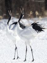 Red-crowned cranes in northern Japan