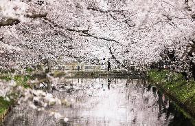 Cherry blossoms in Japan