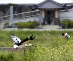 Artificially bred storks released into wild for 1st time anywher