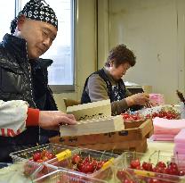 Sato-Nishiki cherries prepared for shipment for year's 1st auction