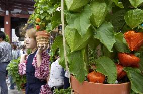 Chinese lantern plants put on sale in Tokyo