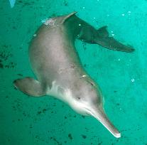 China's fresh water dolphin extinct: research team