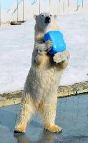 Polar bear holds plastic container at Kushiro zoo in northern Japan